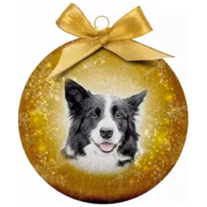 Julekule Border Collie