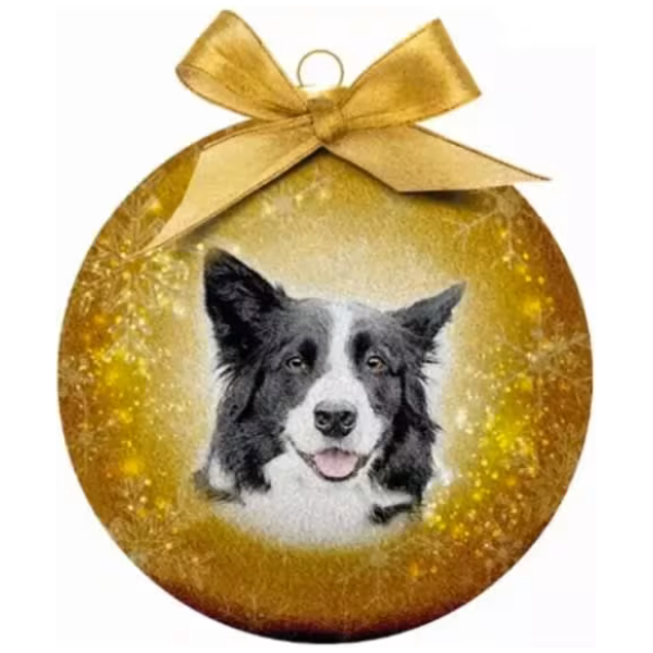 Julekule Border Collie