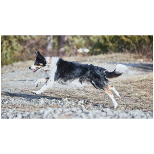 Image for article 15697