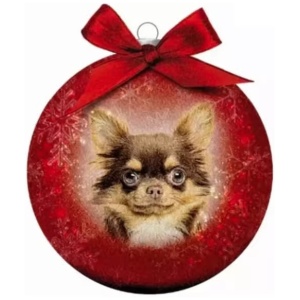 Julekule Chichuahua